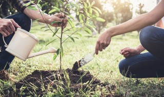 2022年植树节是为了纪念谁而定的 植树节是为了纪念谁的节日