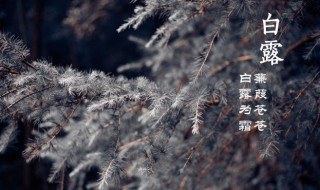 白露时节吃什么（白露时节吃什么好）