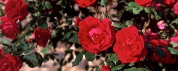 平阴玫瑰适合什么土壤 平阴玫瑰的种植条件