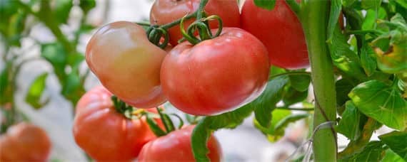 西红柿大棚种植与管理