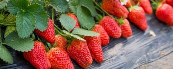草莓适合什么土壤环境 草莓适合什么环境种植