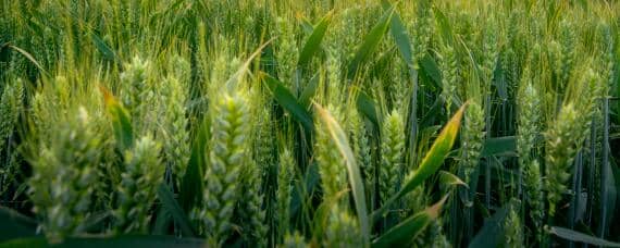 小麦适合什么土壤中生长（小麦适应什么土壤）
