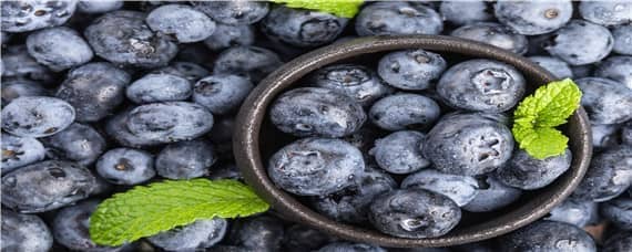 莱克西蓝莓产量如何 莱克西蓝莓几月份成熟