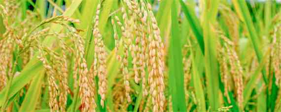 吉粳88水稻品种介绍 吉粳816水稻特征特性.品种简介