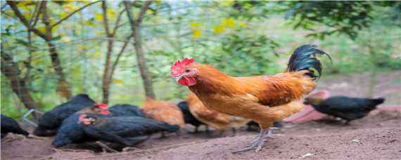 春季鸡病的防治 春天怎样预防鸡生病
