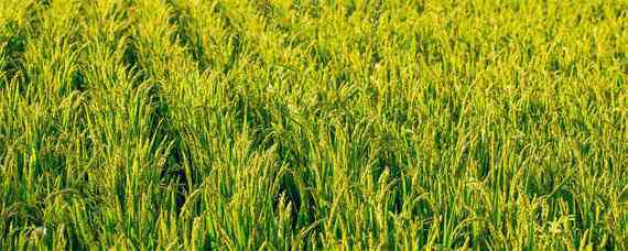 常优5号水稻品种介绍 五常水稻品种