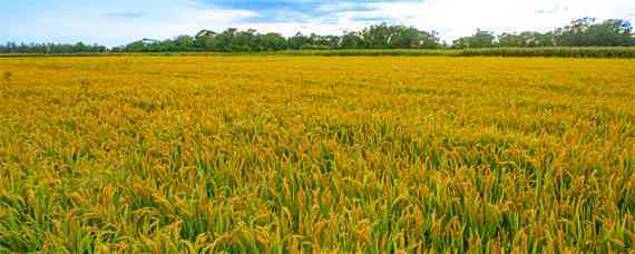 常优4号水稻品种介绍 超优0454稻种