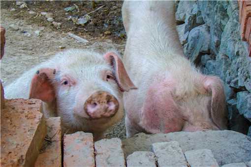 养猪场怎么建最好？产生的粪便怎么处理？