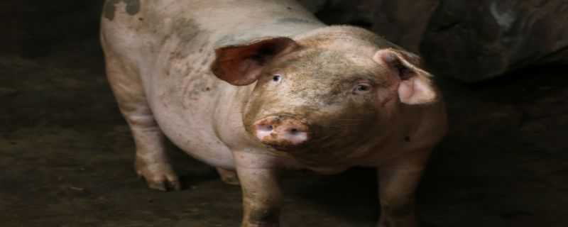 非洲猪瘟发病症状 非洲猪瘟发病症状图片