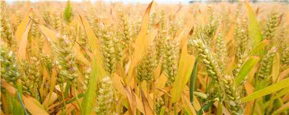 西农509小麦品种介绍（西农511小麦品种简介）