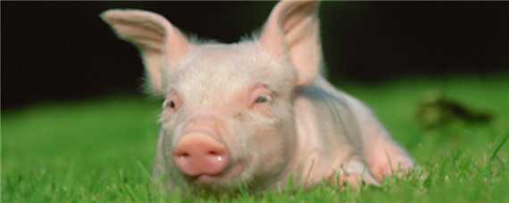猪发抖不吃食是什么原因 猪发抖不吃食是什么原因怎么治疗