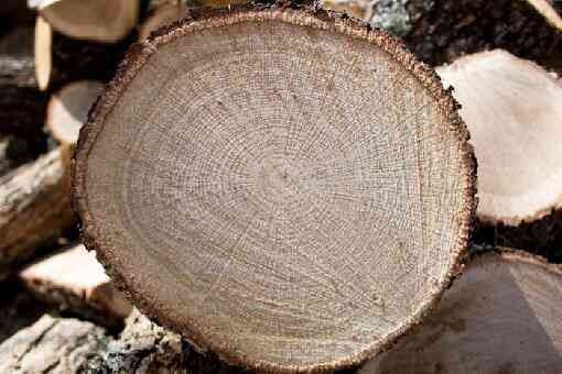 橡树是制作家具的上好木材吗 橡树是制作家具的上好木材吗蚂蚁新村