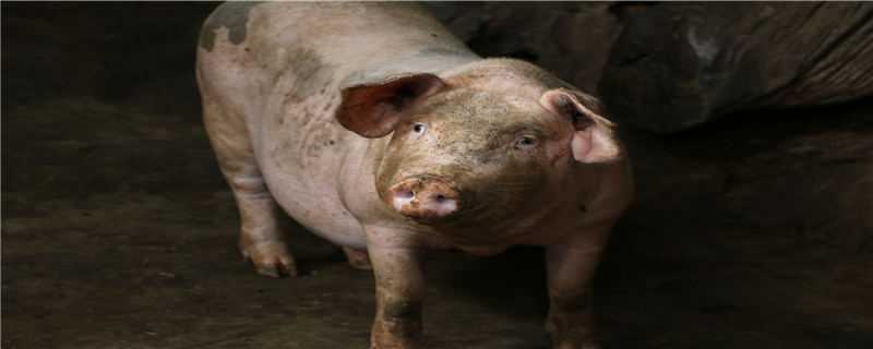 非洲猪瘟保育猪会发病吗（保育猪得非洲猪瘟多长时间死亡）