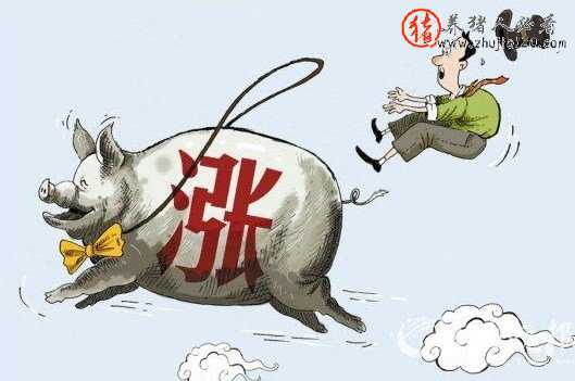 黑龙江省生猪价格持续攀升 黑龙江省生猪市场价格行情
