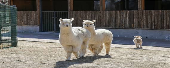 羊驼的生活特性和爱好 羊驼的特点和生活特征