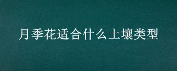 月季花适合什么土壤类型 月季花适合在哪种土壤中生长