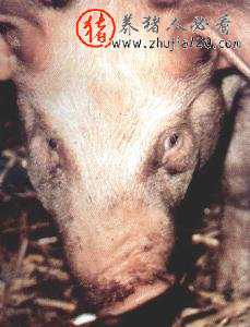 什么是猪萎缩性鼻炎 猪的萎缩鼻炎