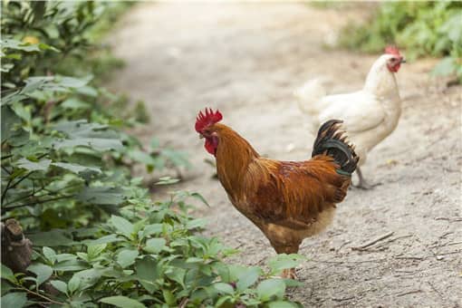 2022养鸡还能够挣钱吗 2022年养肉鸡利润如何