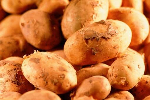 马铃薯是我国第四大粮食作物 马铃薯是我国第四大粮食作物蚂蚁新村