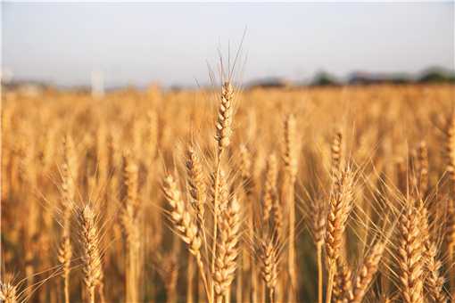 2021年新麦收购价格具体是多少？附国家小麦最低收购价新政策
