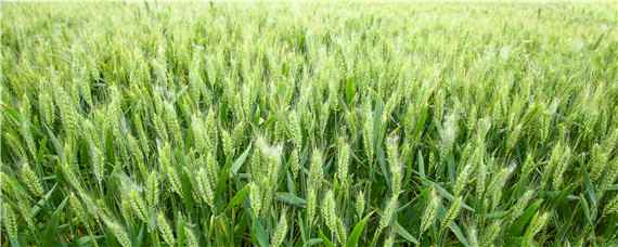11月种小麦每亩用多少种子 小麦每亩需要多少种子