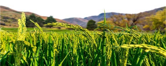 垦稻16水稻品种介绍 垦稻20水稻品种