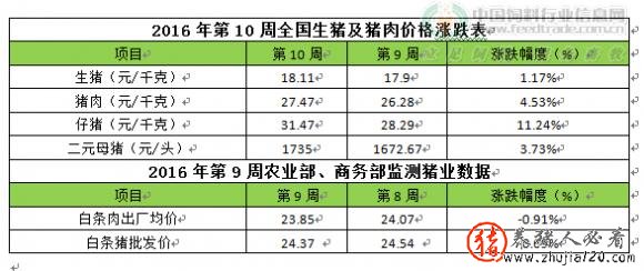 猪价持续反弹 猪价反弹性上涨