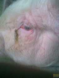 猪病诊断从猪眼睛辨别