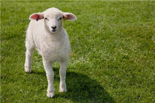 适合圈养的羊品种有哪些 圈养养羊该选什么品种的羊