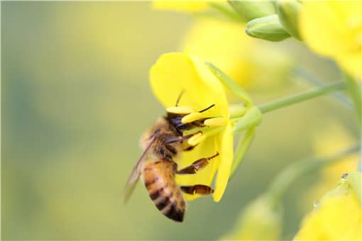 适合北方养殖蜜蜂品种有哪些 最好养的蜜蜂品种