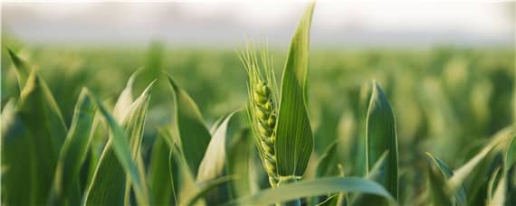 郑麦379小麦品种介绍（郑麦379小麦品种特性）