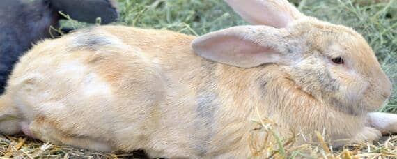 散养兔子一亩地能养多少 一亩地可以放养多少兔子