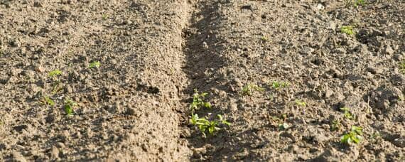 使用哪种氮肥最易引起土壤板结（使用哪种氮肥最易引起土壤板结尿素氯化铵）