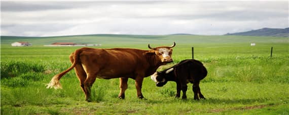 牛身上有几个牛腱子 牛腱子是牛身上的哪一块肉