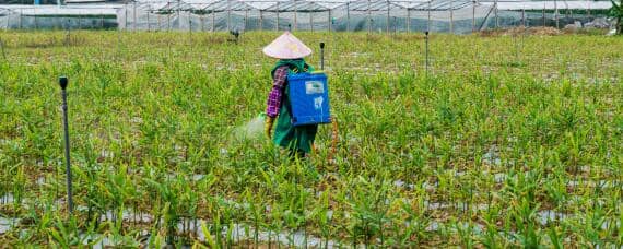 跳甲虫用什么农药才能根治 跳甲虫的防治方法