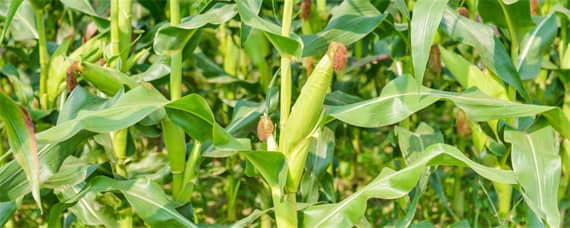 强育v857玉米品种介绍 强盛368玉米种简介