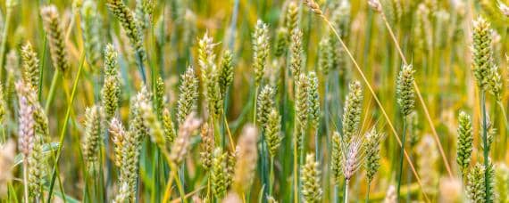 寒露小麦种多少斤麦种 寒露种小麦用多少麦种