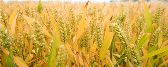 漯麦18小麦品种介绍