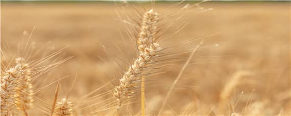 寒露小麦播种量是多少 寒露节气种小麦种下多少斤
