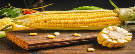 联美玉8号玉米种子特性特征 美玉8号玉米种子