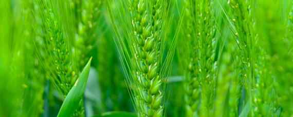 郑麦1860小麦品种介绍 郑麦1860小麦产量