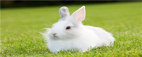 家兔和野兔可以杂交吗 家兔和野兔可以杂交吗视频