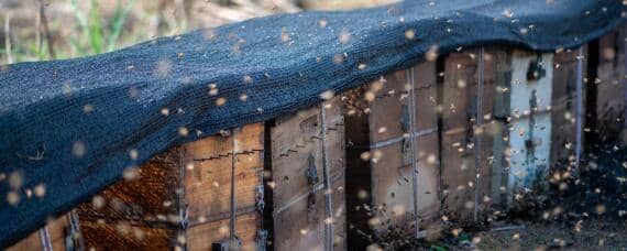 11月份收的蜂能不能过冬（冬天能收蜂吗）