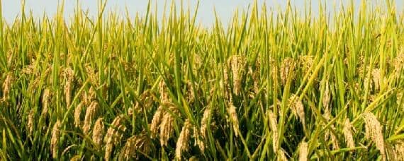 水稻适合什么土壤类型（水稻适宜的土壤类型）