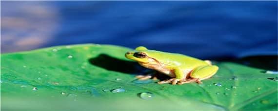 牛蛙为什么是生态杀手 牛蛙为什么是生态杀手的理由
