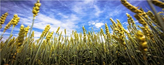 小麦适合什么土壤 小麦适合什么土壤种植三年级科学