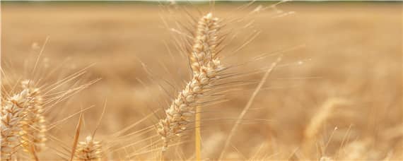 周麦40小麦品种产量 周麦40小麦品种介绍