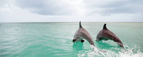 海豚生殖发育的特点是 海豚的生理特点是什么