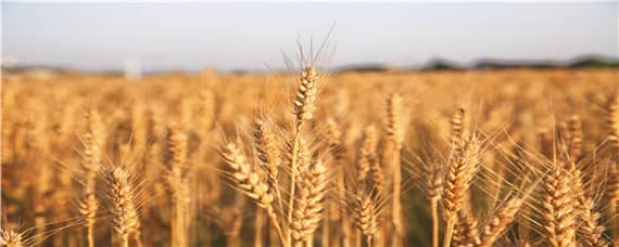 小麦几月份播种