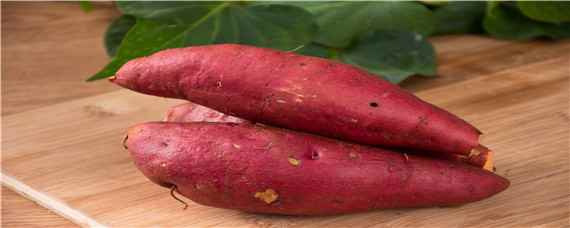 红薯种植技术 红薯种植技术与管理方法